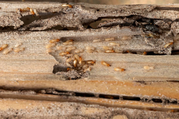 Best Bed Bug Extermination  in Glasgow, OR